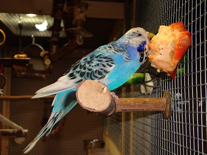 Gemüse für Wellensittiche 2 Ein blauer Wellensittich frisst frische Gemüse, das im Käfiggitter klemmt.