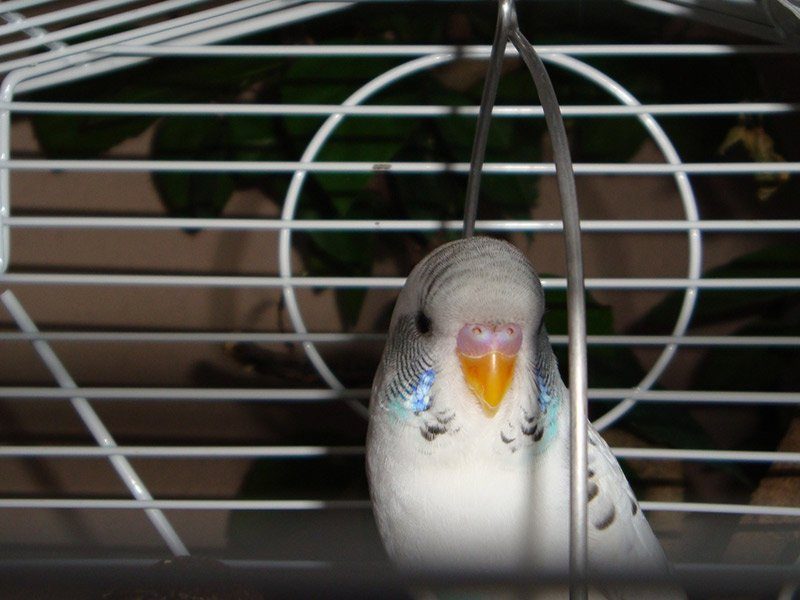 Einzelhaltung bei Wellensittichen – Warum sie nicht artgerecht ist 2 Einzelhaltung bei Wellensittichen