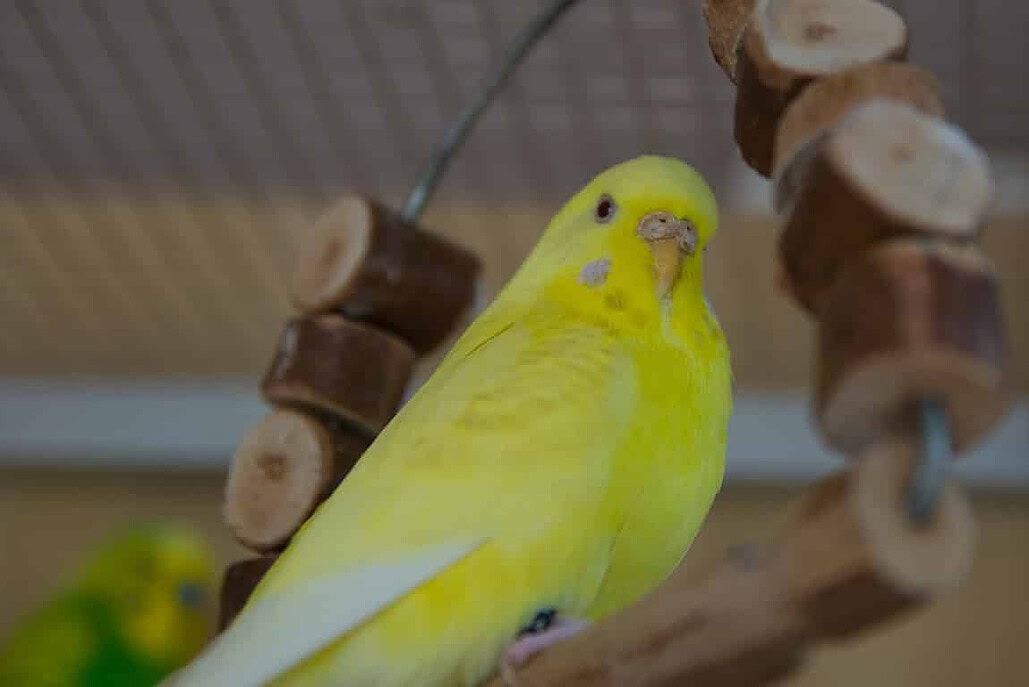 Lutino Wellensittichweibchen auf einer Vogelschaukel