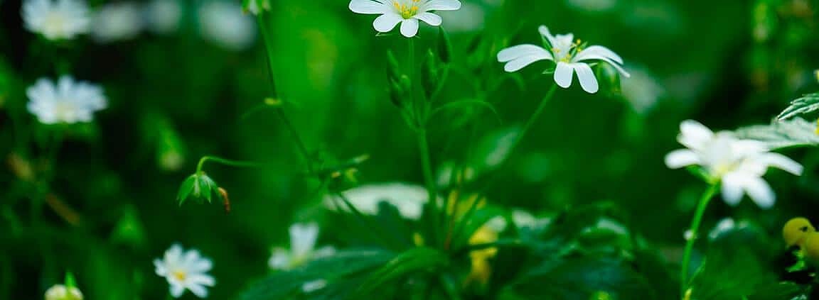 Vogelmiere für Wellensittiche – Das grüne Wunder für gesunde gefiederte Freunde 1 Vogelmiere