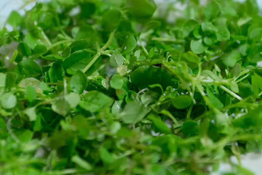 Gewöhnliche Vogelmiere (Stellaria media)