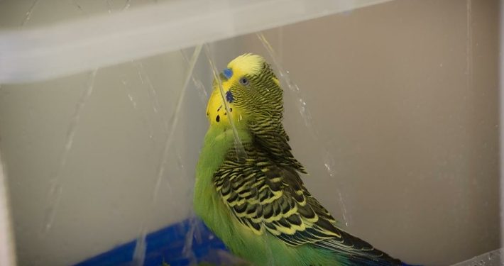 Wellensittich Vogeldusche