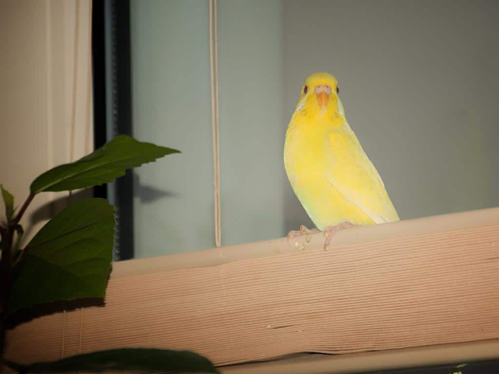 Ein gelber Wellensittich sitzt auf einem Plissee was vor einem Fenster hängt.