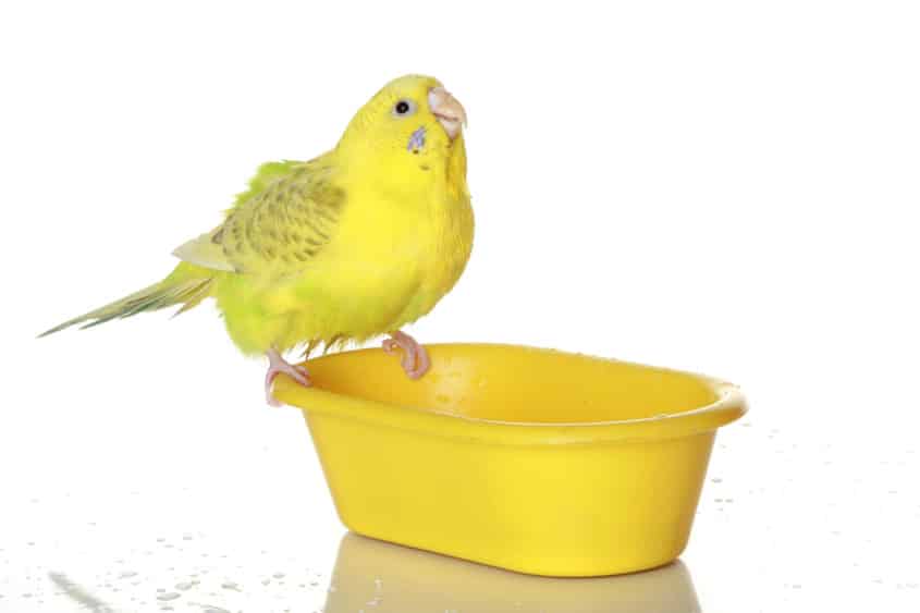Wellensittich auf Badewanne