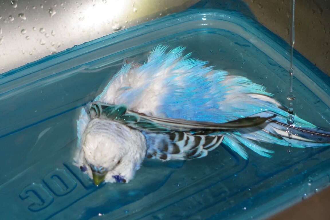 Blauer Wellensittich liegt in einer Schale mit Wasser und badet
