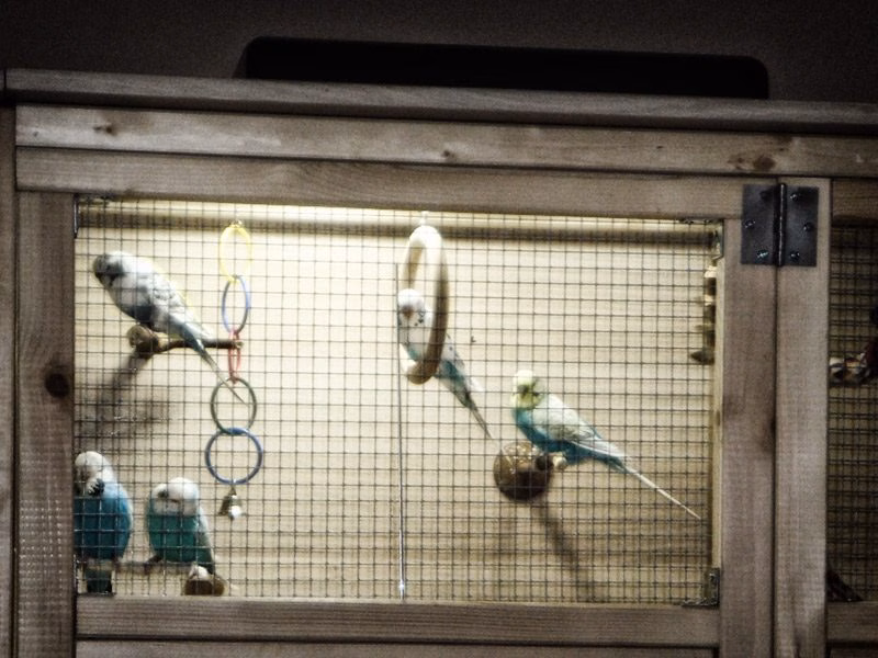 Grundausstattung / Erstausstattung: Was brauchen deine Wellensittiche wirklich? 3 Wellensittiche in der Voliere unter einer Vogellampe (UV-Licht)