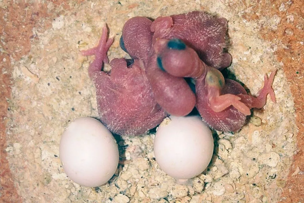 Wellensittiche selber züchten – Schritt-für-Schritt-Anleitung für erfolgreiche Zucht 5 Zwei frisch geschlüpfte Wellensittichküken neben befruchteten Eiern im Nistkasten