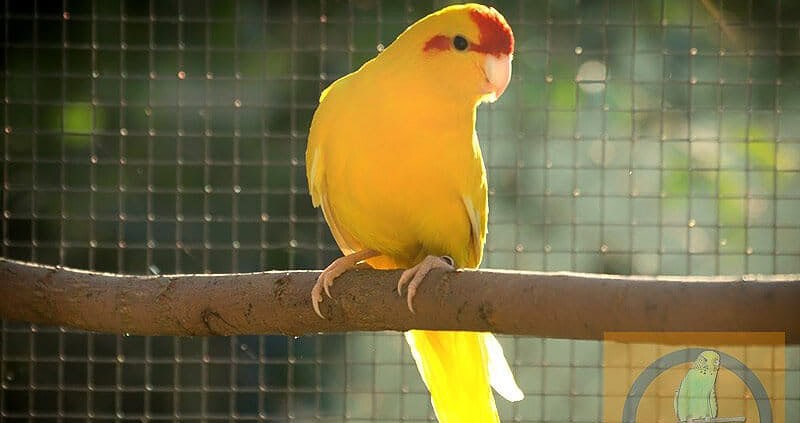 Ziegensittich - wer meckert da so? 1 Ziegensittich