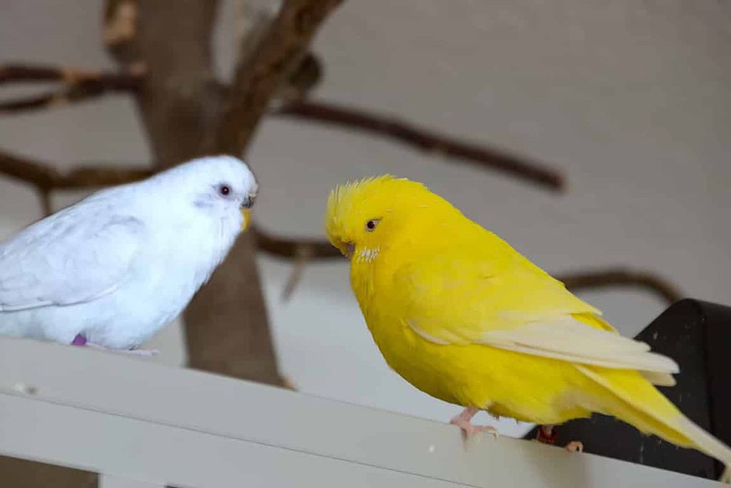 Albino und Lution Wellensittich stehen sich gegenüber