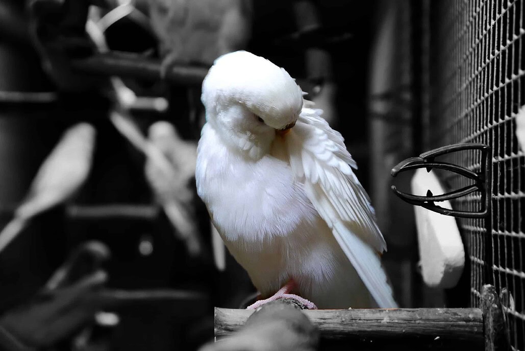 Albino Wellensittich