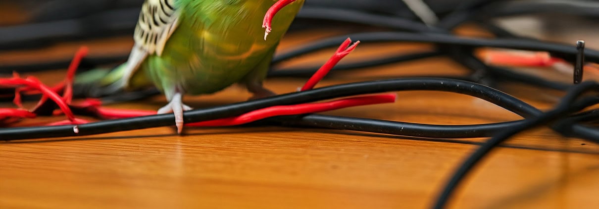 grüner Wellensittich knappert an einem Stromkabel