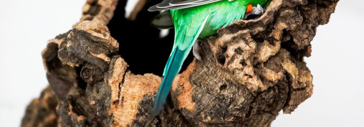 Wellensittich in Korkröhre