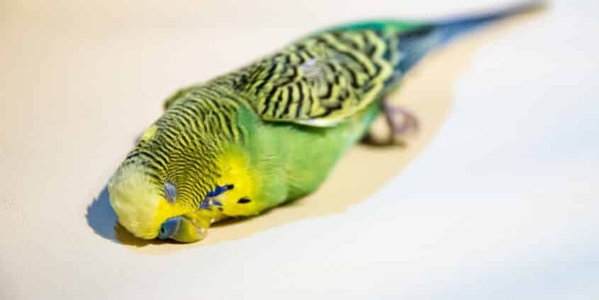 Tod eines Wellensittichs – was tun und Umgang mit dem Verlust 1 Toter Wellensittich