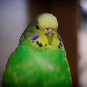 Vogel als Haustier