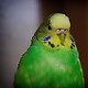 Vogel als Haustier