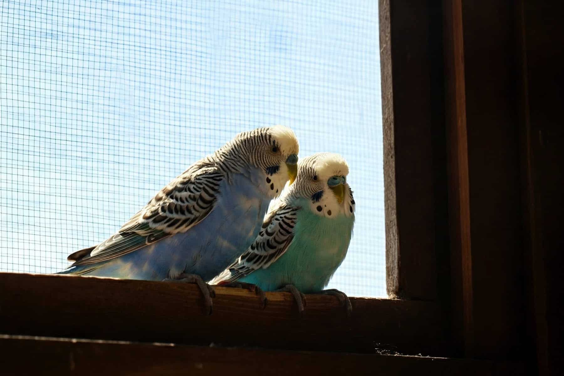 Wellensittiche am vogelsicheren Fenster mit Drahtgitter.