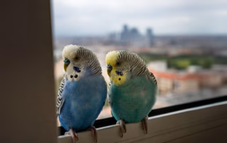 Zwei Wellensittiche sitzen am Fenster und schauen hinaus.