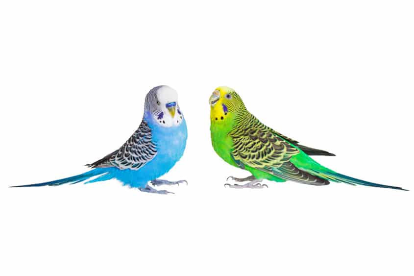 Wellensittich Geschlechtbestimmen