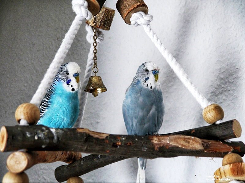 Glöckchen als Spielzeug für Wellensittiche