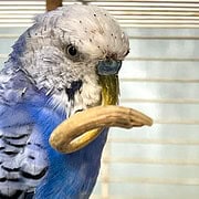 Blauer Wellensittich mit langen Schnabel