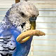 Blauer Wellensittich mit langen Schnabel