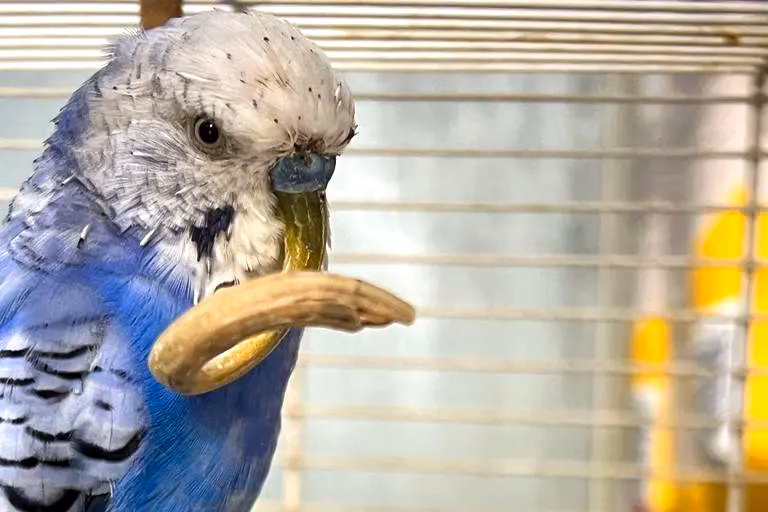 Blauer Wellensittich mit langen Schnabel