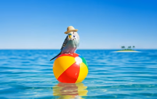 Vogelbetreuung im Urlaub – Tipps für eine sichere Lösung 4 Ein Wellensittich genießt seinen Urlaub am Meer, während er auf einem bunten Ball sitzt.