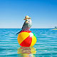 Ein Wellensittich genießt seinen Urlaub am Meer, während er auf einem bunten Ball sitzt.