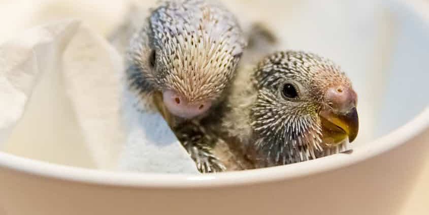 Wellensittiche züchten