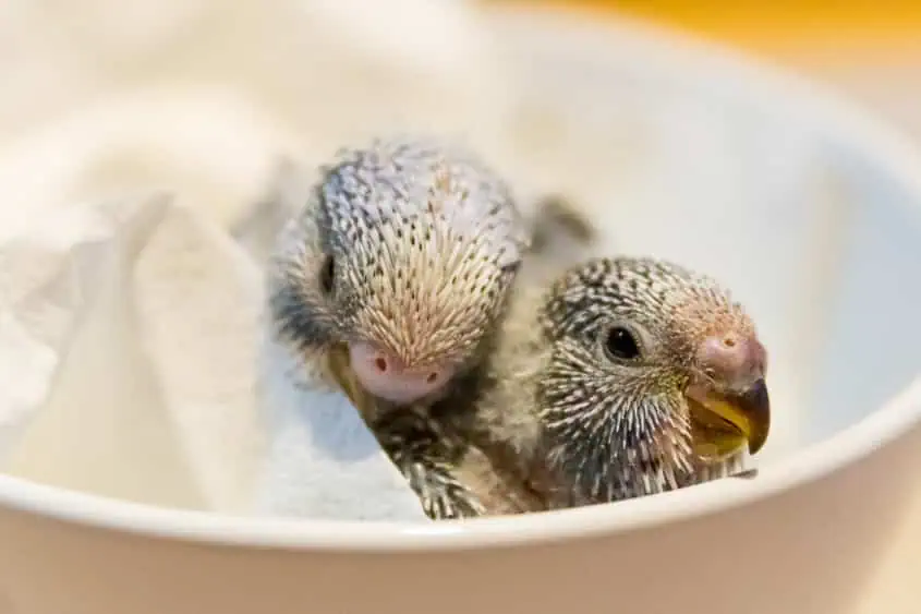 Wellensittiche selber züchten – Schritt-für-Schritt-Anleitung für erfolgreiche Zucht 2 Wellensittiche züchten: zwei frisch geschlüpfte Küken