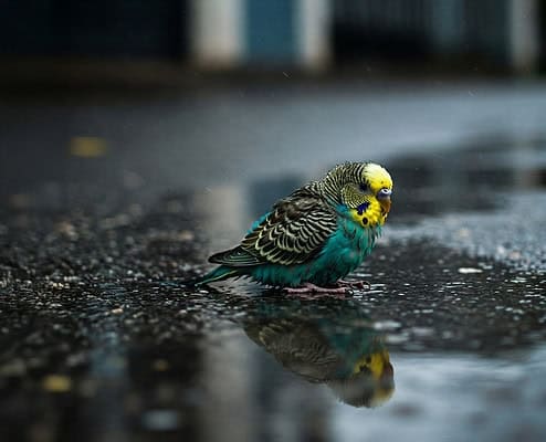 Ein Wellensittich sitzt auf der Straße bei Regen in einer Pfütze.