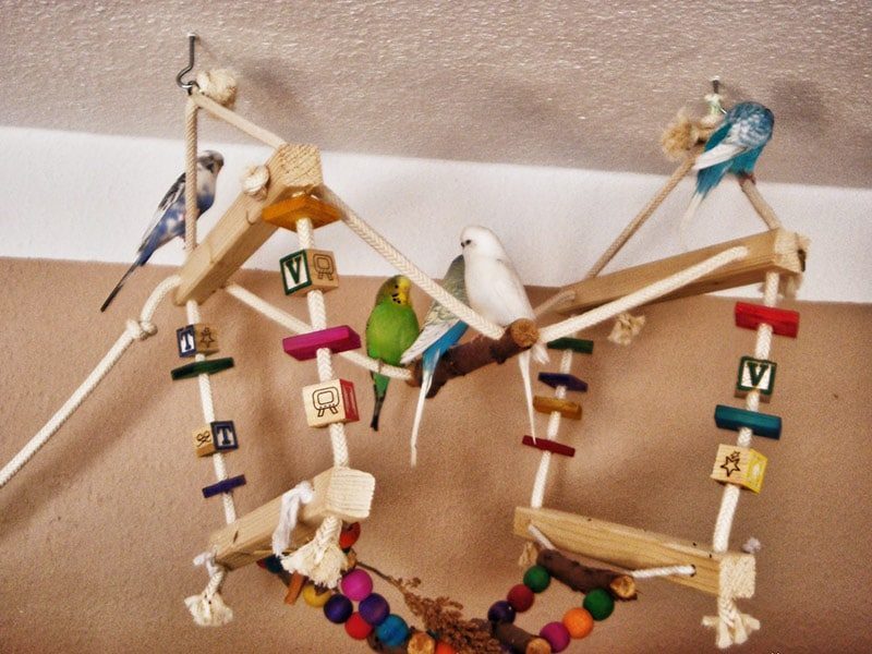 Wellensittiche auf einem selbstgebauten Vogelpielplatz