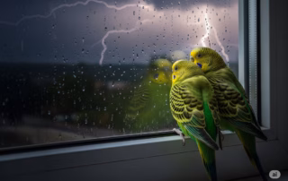 Wellensittiche bei Gewitter – So schützt du deine Vögel bei Blitz und Donner 7 Zwei Wellensittiche sitzen auf einer Fensterbank und blicken nach draußen auf ein Gewitter mit Blitz und Regen, der auf die Scheibe fällt.