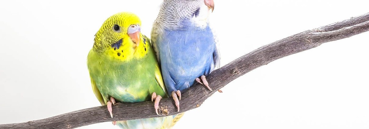 Zwei Wellensittiche mit unterschiedlichen Farbschlägen – grün und blau – auf einem Ast