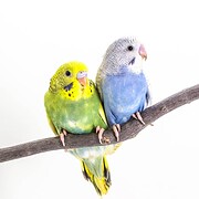 Zwei Wellensittiche mit unterschiedlichen Farbschlägen – grün und blau – auf einem Ast