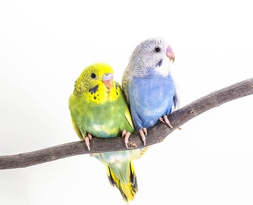 Zwei Wellensittiche mit unterschiedlichen Farbschlägen – grün und blau – auf einem Ast