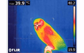 Körpertemperatur von Wellensittichen – Anzeichen, Messung & Wärmeverteilung 4 Wellensittich Körpertemperatur
