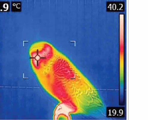 Wellensittich Körpertemperatur