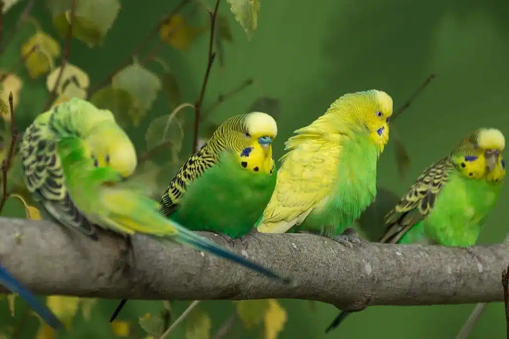 Farbschläge von Wellensittichen – Übersicht & Vererbung 2 Grüne Wellensittiche verschiedener Farbschläge der Grünreihe auf einem Ast