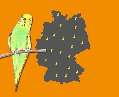 Wellensittich Zuechter Deutschland