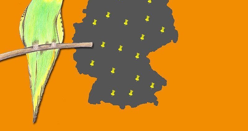 Wellensittich Zuechter Deutschland