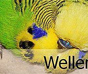 Wellensittichzucht-biller