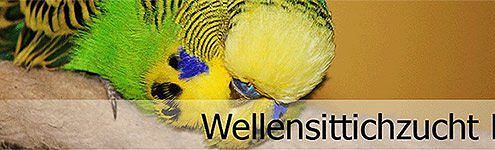 Wellensittichzucht-biller
