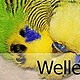 Wellensittichzucht-biller