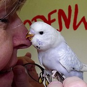 Odenwellis Wellensittichzucht