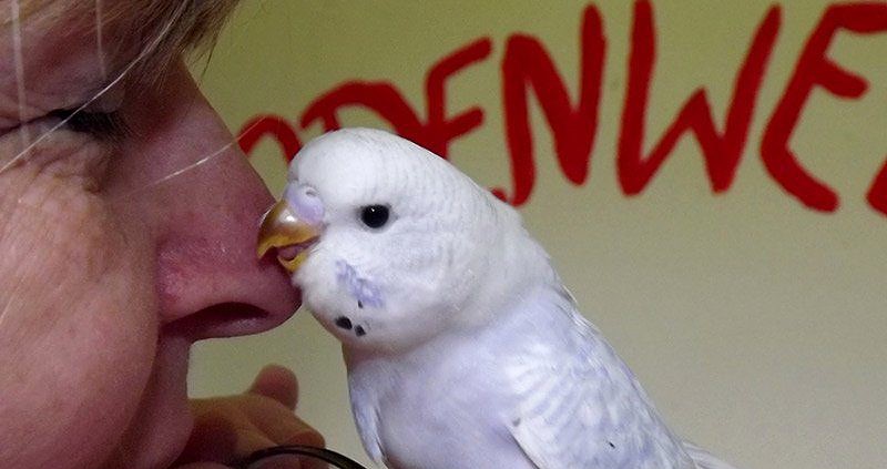 Odenwellis Wellensittichzucht