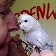 Odenwellis Wellensittichzucht