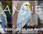 Wellensittich-Zucht-Hanneswellis