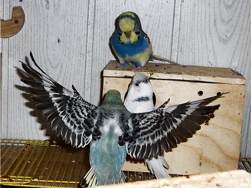 Koloniebrut bei Wellensittichen – Vorteile, Risiken und Tipps 3 Wellensittiche sitzen auf Kasten und nutzen Nistkästen während der Koloniebrut