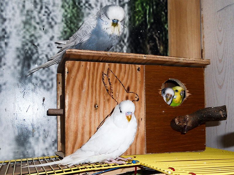 Koloniebrut bei Wellensittichen – Vorteile, Risiken und Tipps 2 Wellensittiche bei der Koloniebrut in einer Voliere mit Nistkästen